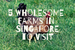 farms-in-singapore