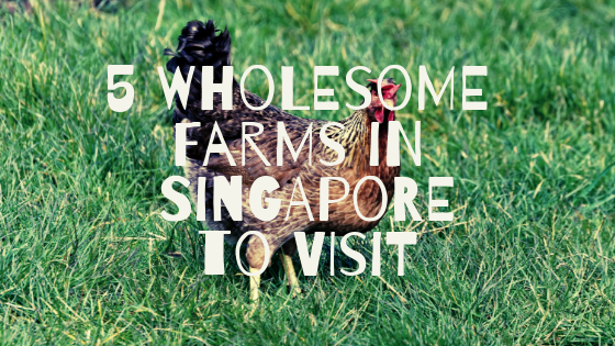 5 Wholesome Farms in Singapore to Visit